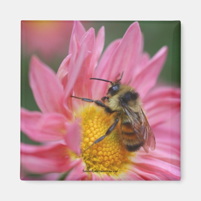 Aimant Abeille sur l'aimant photo rose marguerite (Devant)