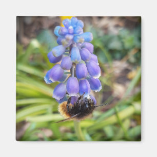 Aimant Abeille sur Muscari Armeniacum, Grape Hyacinth