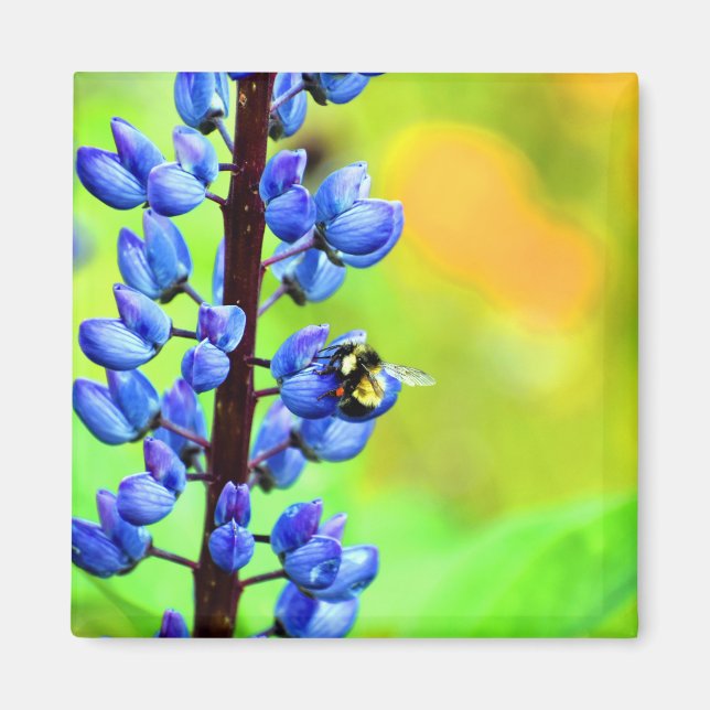 Aimant Abeille sur une photo de Lupin (Devant)