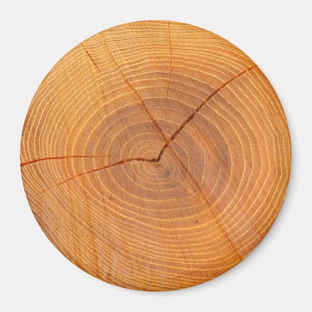 Aimant Acacia Arbre Section large Magnat rond (Devant)