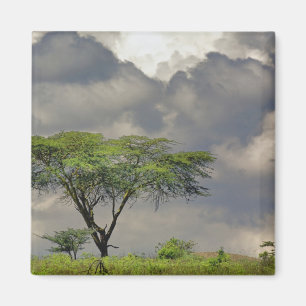 Aimant Acacia tortilis, Acacia tortilis, et 2