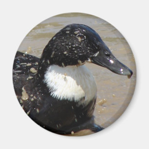 Aimant Accélérer le canard