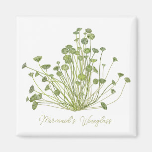 Aimant Acetabularia Algues marines Carré