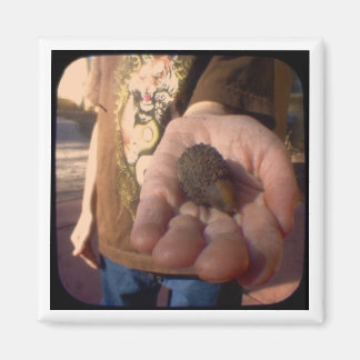Aimant acorn ?