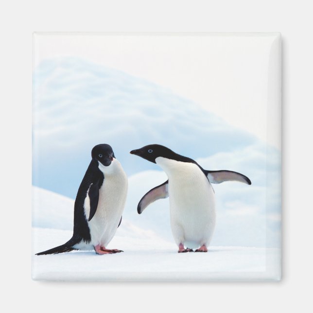Aimant Adelie Penguins (Devant)