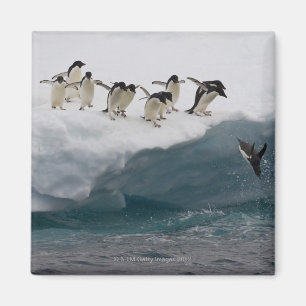 Aimant Adelie Penguins plongée dans la mer Paulette