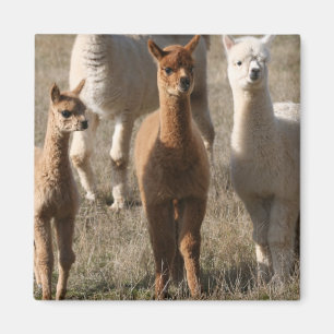 Aimant Adorable Alpacas