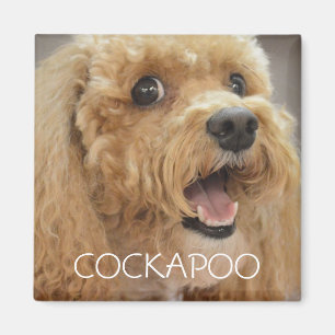 Aimant Adorable Cockapoo Chien souriant