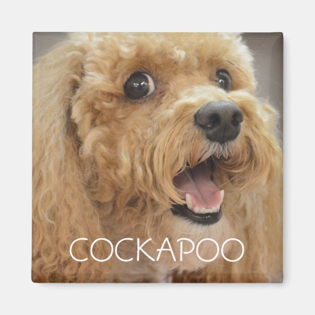 Aimant Adorable Cockapoo Chien souriant (Devant)