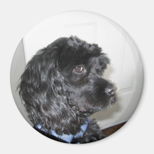 Aimant adorable de chien