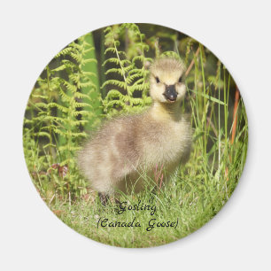 Aimant Adorable Gosling (canada goose) baby