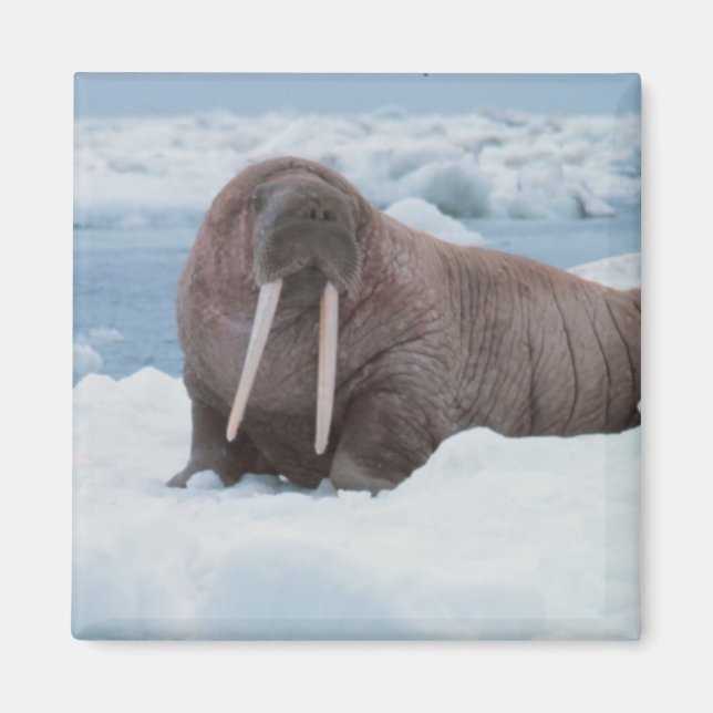 Aimant Adorable Walrus (Devant)