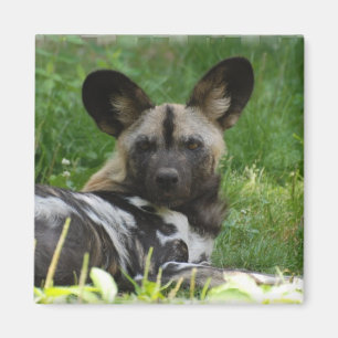 Aimant africain de photo de chien sauvage