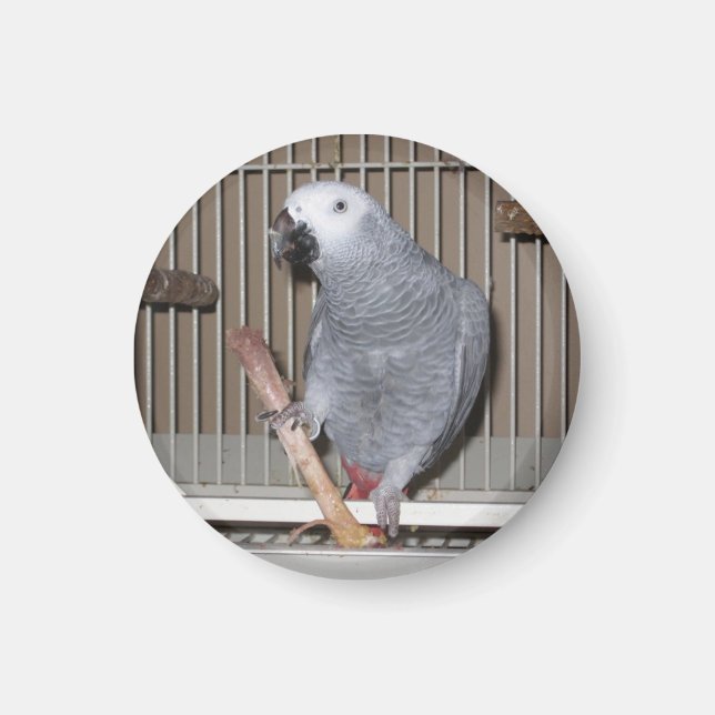 Aimant African Grey Parrot mangeant un os de poulet (Devant)