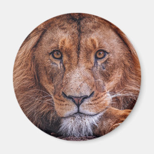 Aimant African Lion