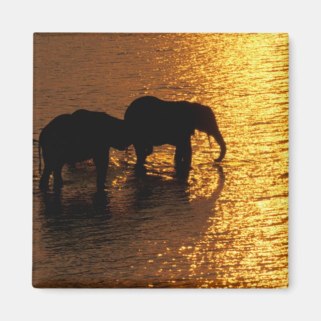 Aimant Afrique, Botswana, delta de l'Okavango. Africain (Devant)