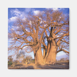 Aimant Afrique, Botswana, delta de l'Okavango. Baobab