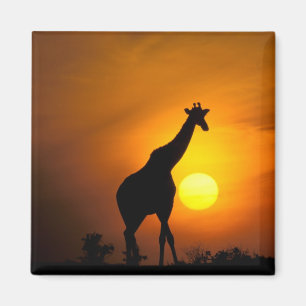 Aimant Afrique, Kenya, Masaï Mara. Giraffe