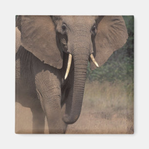 Aimant Afrique, Kenya, Nanyuki, Mpala. Éléphant d'Afrique