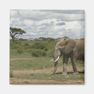 Aimant Afrique, Kenya, Parc national d'Amboseli, éléphant