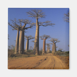 Aimant Afrique, Madagascar, Morondava, Avenue des Baobabs