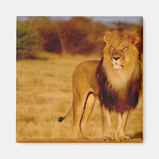 Aimant Afrique, Namibie, Okonjima. Lone (Devant)