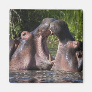 Aimant Afrique. Tanzanie. Hippopotame en combat
