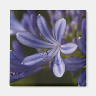 Aimant Agapanthus