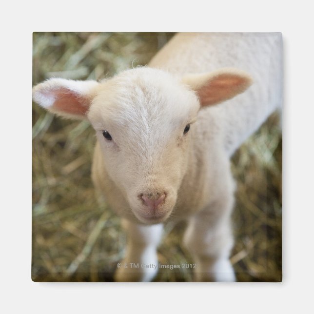 Aimant Agneau de bébé (Devant)