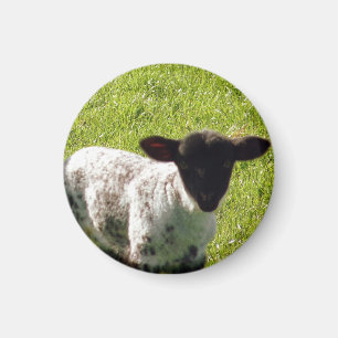 Aimant Agneau de printemps mignon