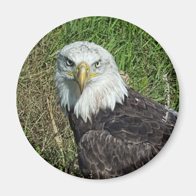 Aimant Aigle à bald (Devant)