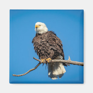 Aimant Aigle à tête blanche sur une branche d'arbre