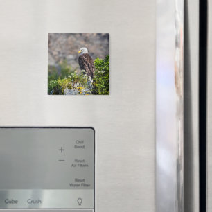 Aimant Aigle bald assis sur l'aimant rocheux