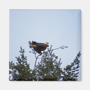 Aimant Aigle de Bald