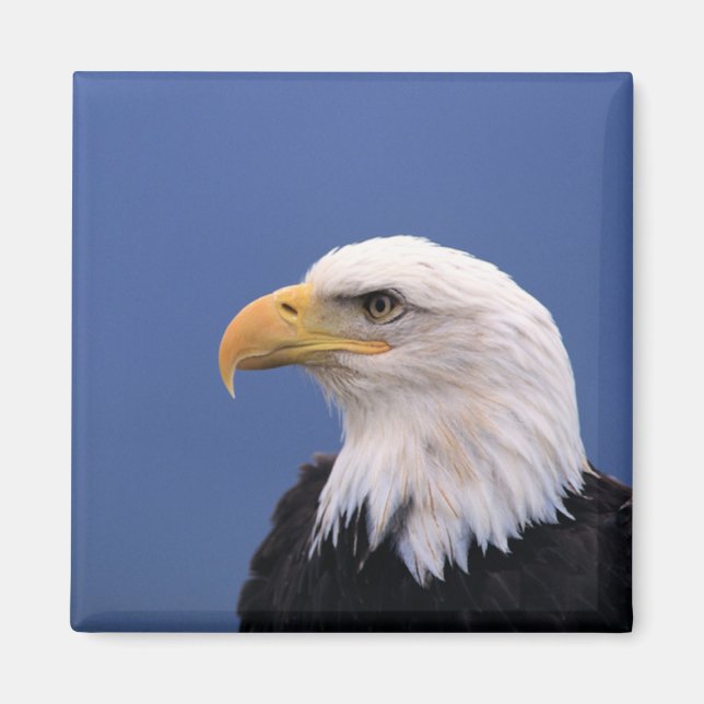 Aimant Aigle de Bald (Devant)