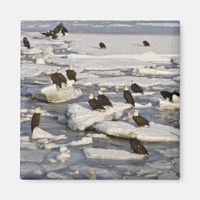 Aimant Aigle, Haliaeetus leucocephalus, Homer, 2 (Devant)