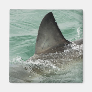Aimant Aileron dorsal d'un grand requin blanc