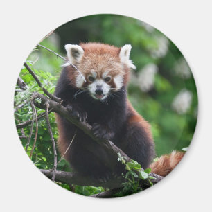 Aimant Ailurus fulgens