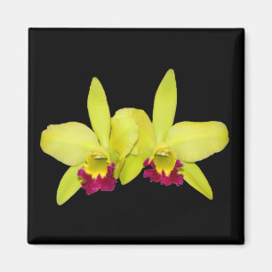 Aimant Aimant, carré, 2 cattleyas vert jaunâtre