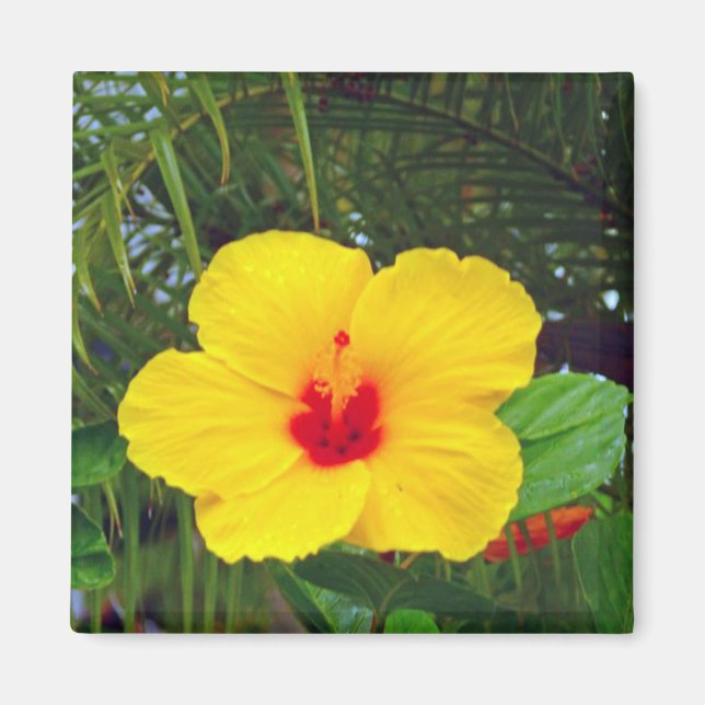 Aimant Aimant, Hibiscus jaune hawaïen (Devant)