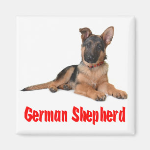 Aimant Aimer Allemand Berger Chien Chien Chien Chien Chie