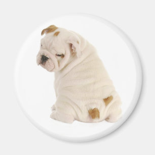 Aimant Aimer Anglais Bulldog Chien Chien Chien Chien Chie