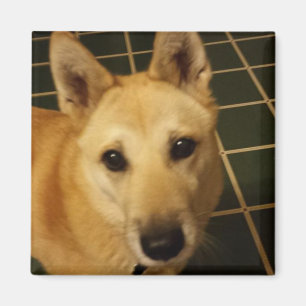 Aimant Ajouter une photo de votre chien à ceci
