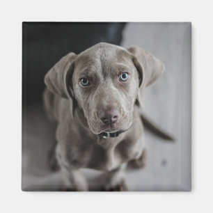Aimant Ajoutez la photo de votre chien ou chat à cette ph