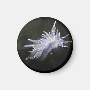 Aimant Alabaster Nudibranche