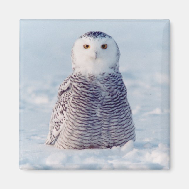 Aimant Alaska Arctic Snowy Owl Winter Scene (Devant)