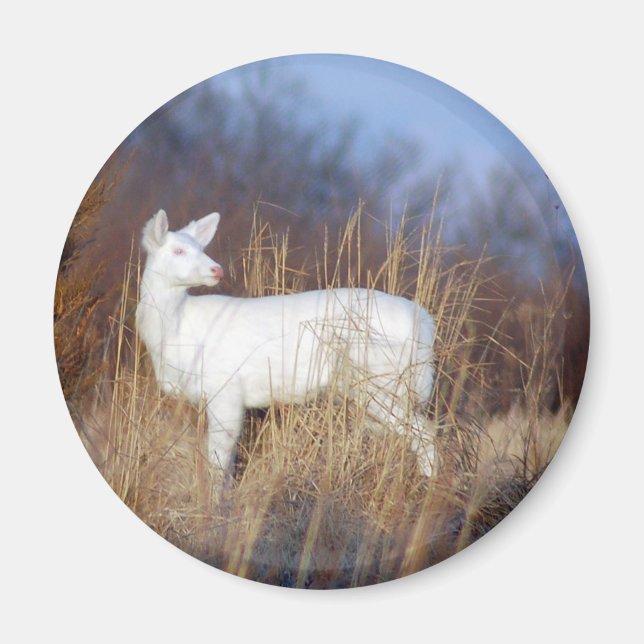 Aimant albino (Devant)