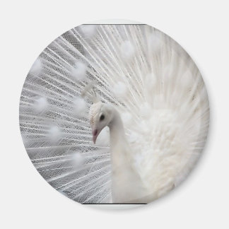 Aimant Albino Peacock