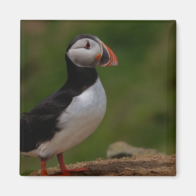 Aimant Alerte Puffin (Devant)