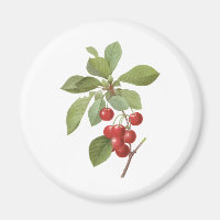 Aliment Cerise de Fruit Vintage, Cerises par Redou